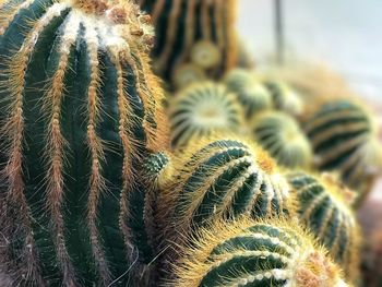 Close-up of cactus plant