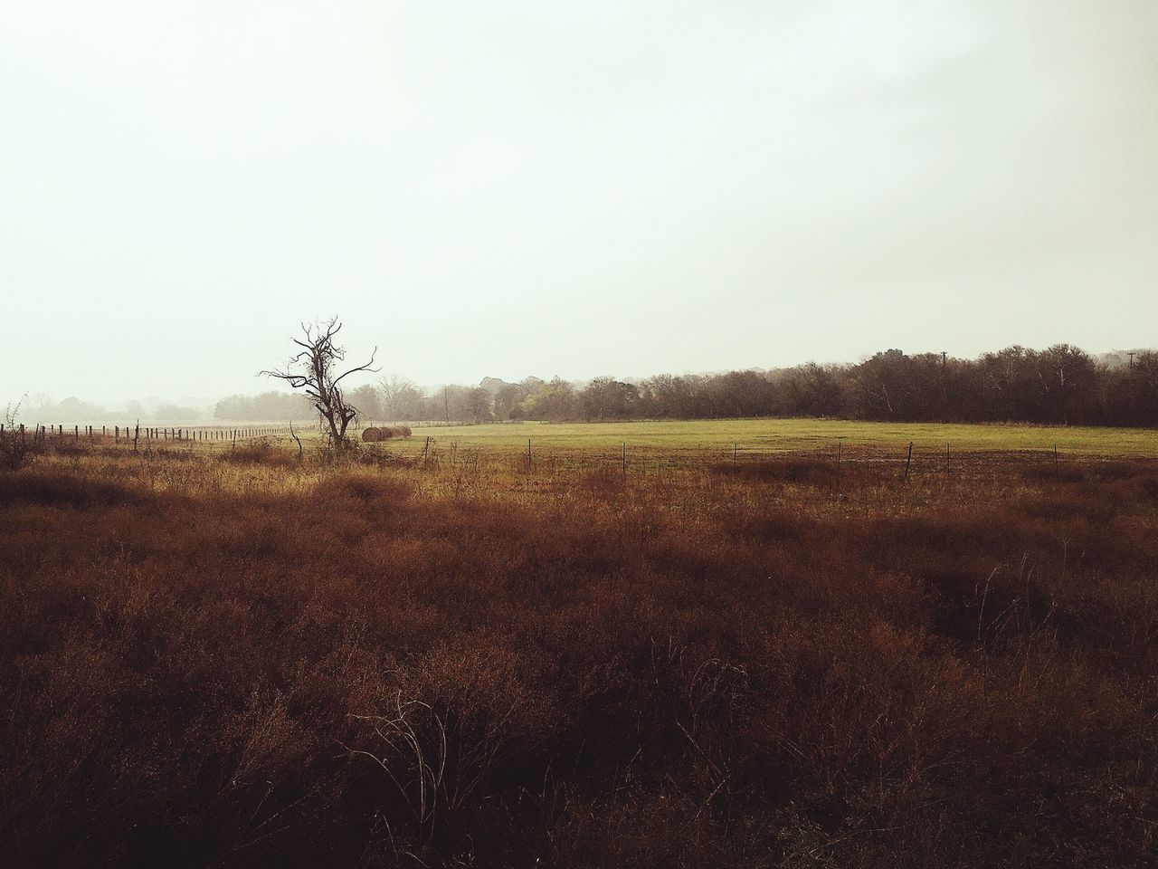 tranquil scene, tranquility, clear sky, copy space, landscape, field, scenics, tree, beauty in nature, nature, growth, grass, rural scene, non-urban scene, sky, idyllic, remote, outdoors, no people, agriculture