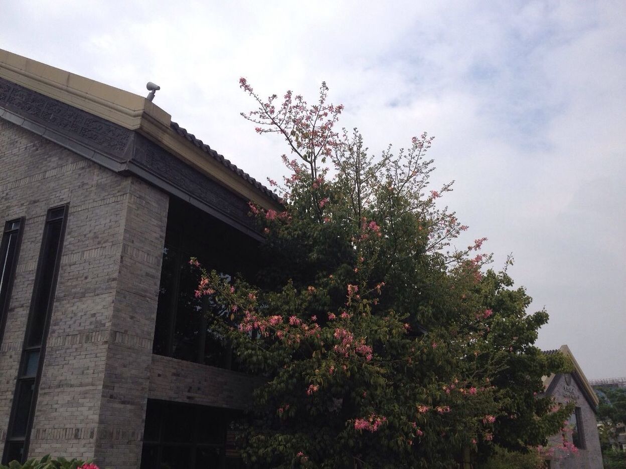 architecture, built structure, building exterior, low angle view, tree, sky, flower, growth, plant, cloud - sky, house, nature, day, branch, building, outdoors, no people, residential structure, residential building, beauty in nature