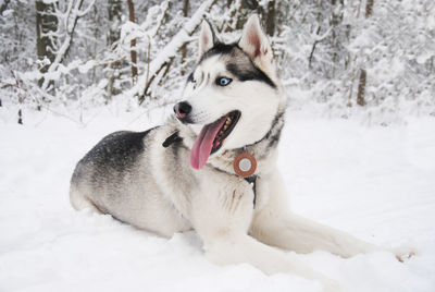 Close-up of siberian husky relaxing on snowy field