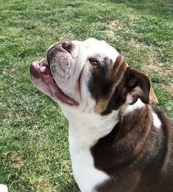 Close-up of a dog on field