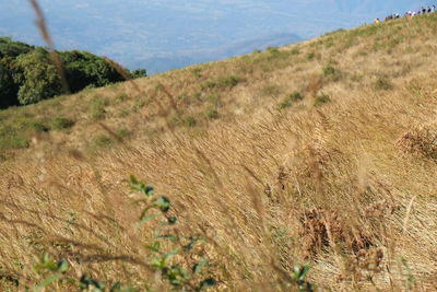 Plants growing on land