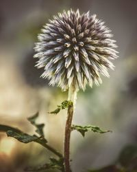 Close-up of thistle