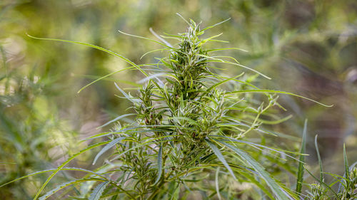 Close-up of plant growing on field