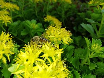 Close-up of bee pollinating on flower