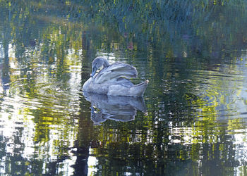 View of duck in lake