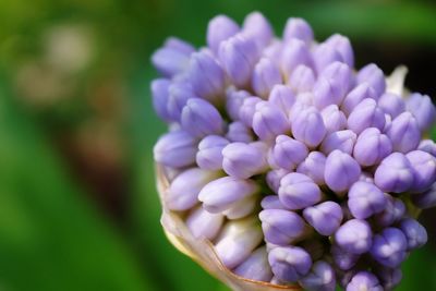 Close-up of fresh purple flowers blooming outdoors