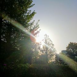 Sunlight streaming through trees on sunny day