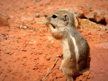 Close-up of meerkat