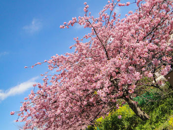 Low angle view of pink cherry blossoms in spring