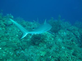 Fish swimming in sea