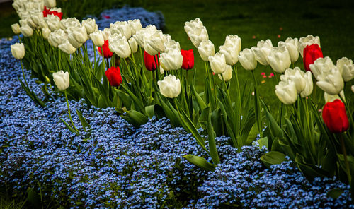 Close-up of red tulip flowers