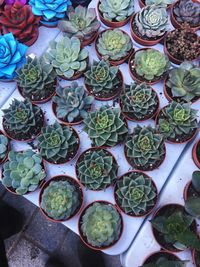 High angle view of succulent plant for sale