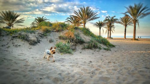 Palm trees on beach against sky