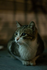 Close-up of a cat looking away