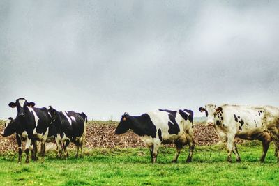 Cows grazing on field against sky