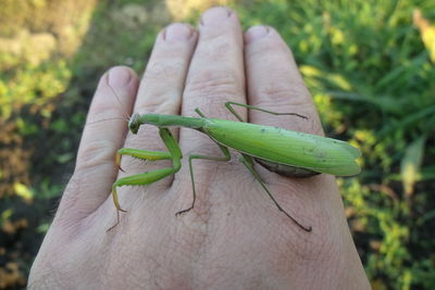 Close-up of insect on hand