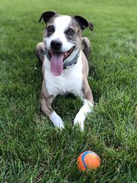 Portrait of dog sticking out tongue on field