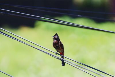 Low angle view of bird perching on cable