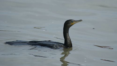 Birds in calm water