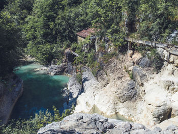 Trees growing on rocks in forest