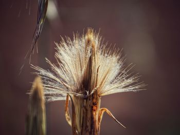 Close-up of wilted dandelion