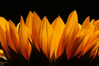 Close-up of yellow flower