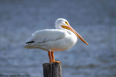 Close-up of bird perching on wooden post