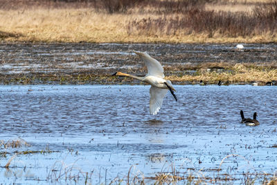 Seagull flying over lake