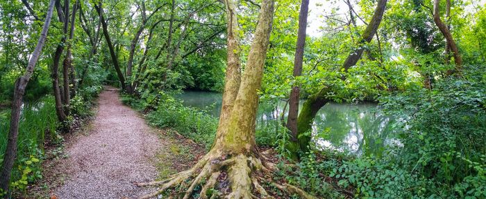 Trees in forest