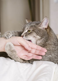 Aggressive gray cat attacked the owners hand. beautiful cute cat playing with woman hand