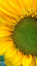 Close-up of yellow flower blooming outdoors