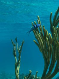 Close-up of fish swimming in sea