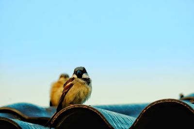 Close-up of bird perching against clear blue sky