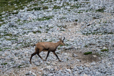 Side view of an animal on rock