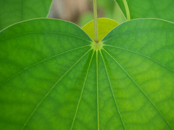 Close-up of green leaves