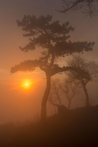 Silhouette trees on landscape against sky during sunset