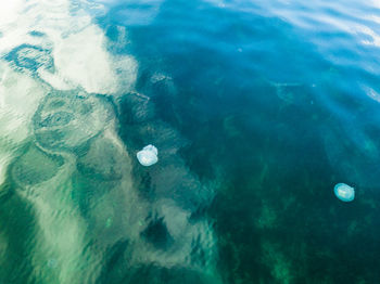 High angle view of jellyfish swimming in sea