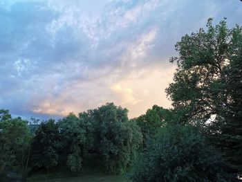 Trees in forest against sky at sunset