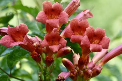 Close-up of pink flowering plant