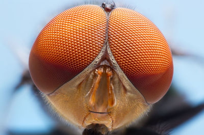 Close-up of fly