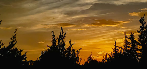 Low angle view of silhouette trees against sky during sunset