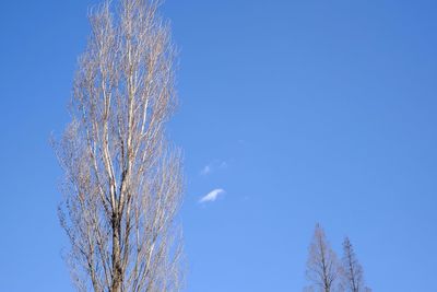 Low angle view of bare trees against clear blue sky