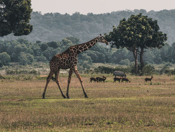 Horses in a field