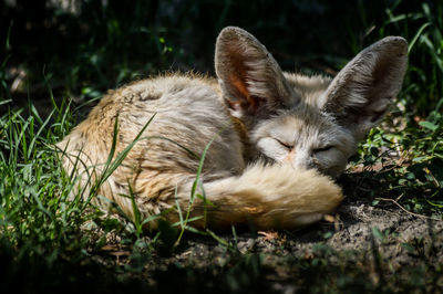 Cat resting on a field