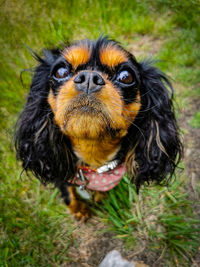 Close-up portrait of a dog on field