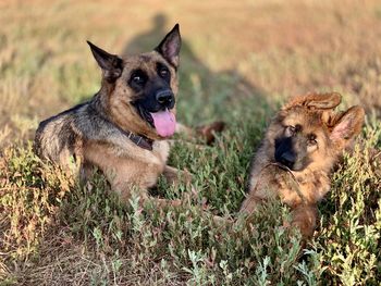 View of a dog on field