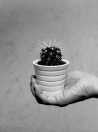 Close-up of hand holding cactus