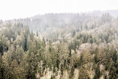 Panoramic view of trees in forest against sky