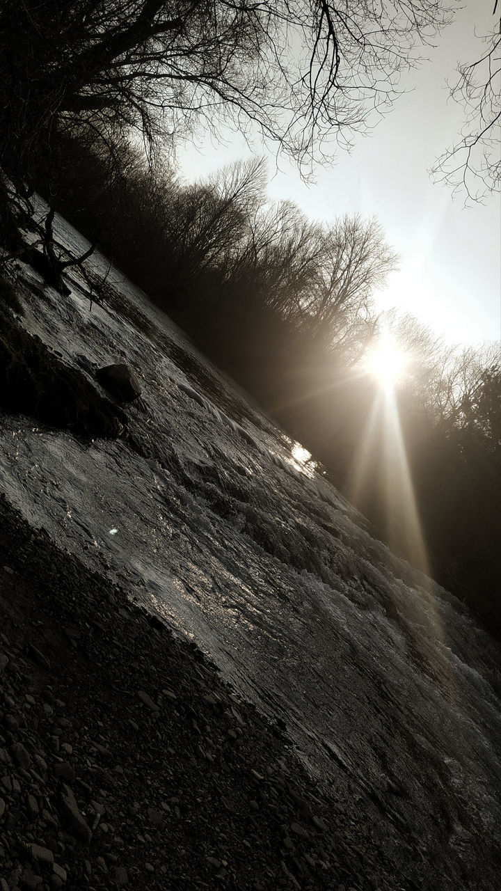 SUNLIGHT STREAMING THROUGH TREES ON SNOW